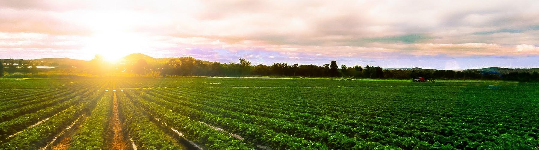 Farm the Hopes